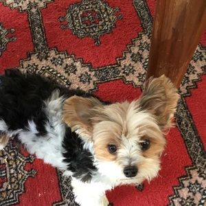 Meet your Posher, Tracy